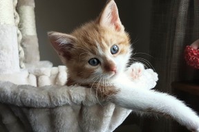 华体会登陆-戈麦斯闪耀全场，拉齐奥巅峰对决力克中国豪门