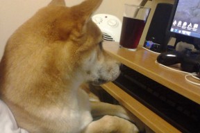 华体会下载-龙魂与猛兽，当爱德华兹的星辰照亮东方赛场