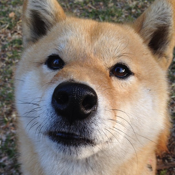 华体会体育-没有关键球基因的球队?哈利伯顿的冷静是一门失传的手艺 第1张 华体会体育-没有关键球基因的球队?哈利伯顿的冷静是一门失传的手艺 第1张