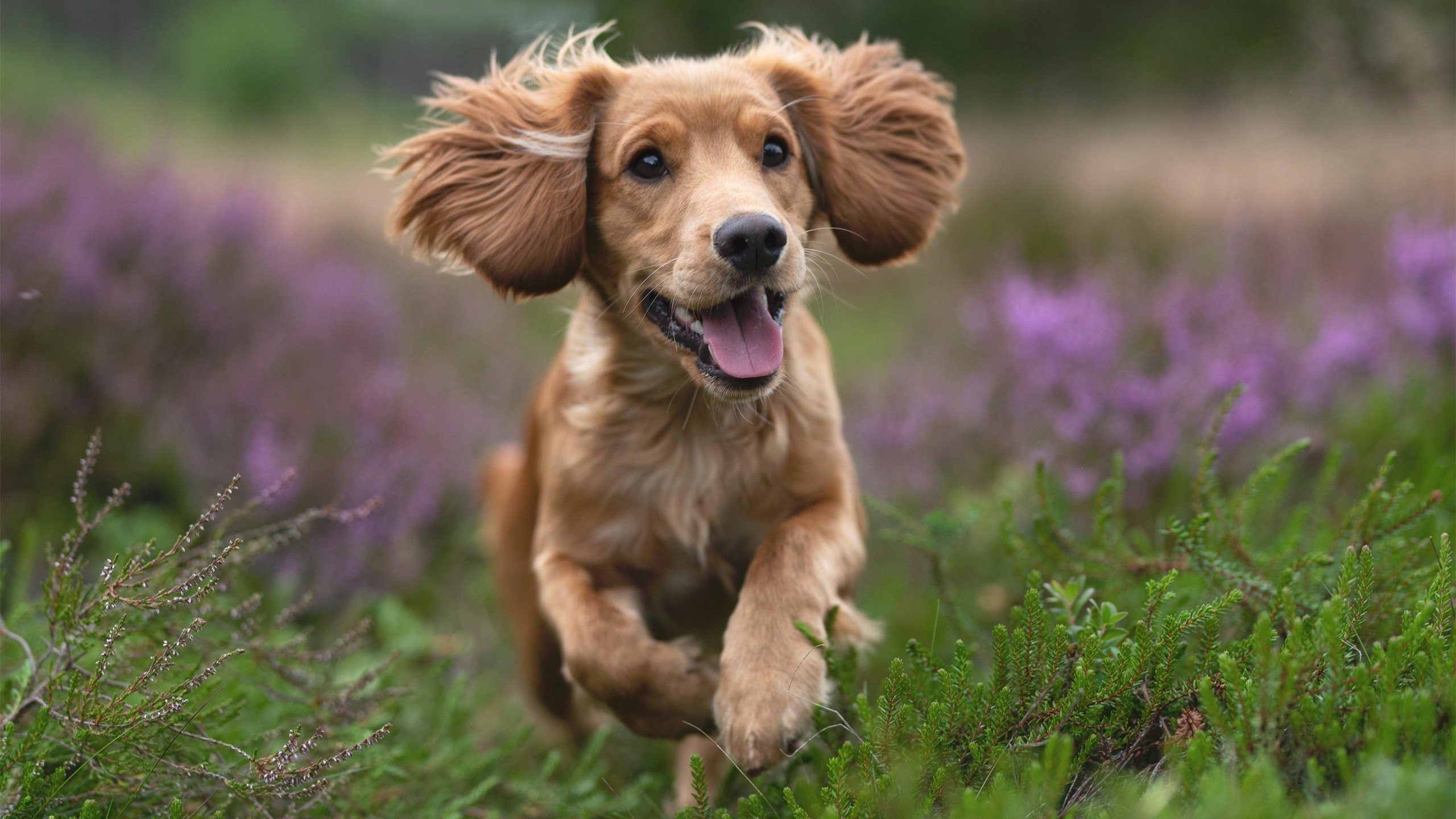 华体会下载-铁血防线与致命手术刀,当伊拉克防守冻结莱比锡风暴,哈弗茨如何成为改变战局的秘密武器 第2张 华体会下载-铁血防线与致命手术刀,当伊拉克防守冻结莱比锡风暴,哈弗茨如何成为改变战局的秘密武器 第2张